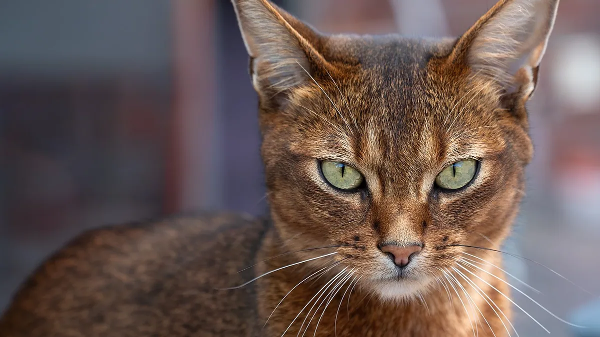 Pimobendan for Cats: Side Effects and Safety