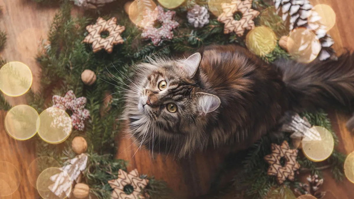 Are Pine Needles Toxic to Cats? Christmas Tree Safety