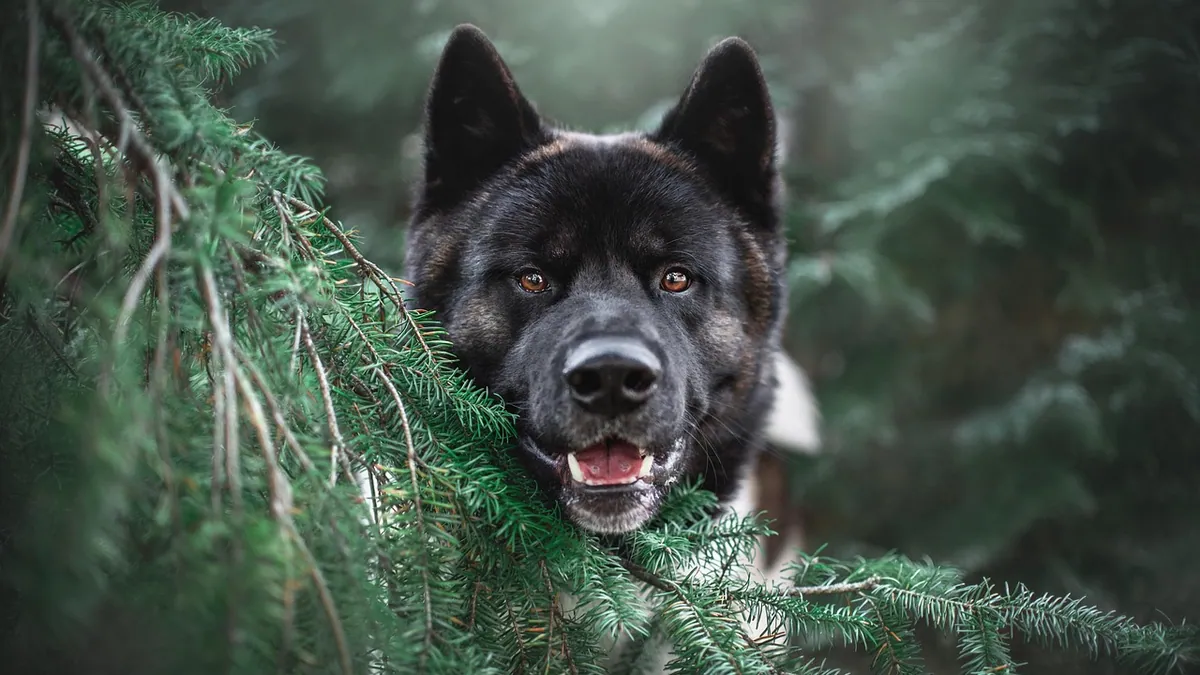 Are Pine Needles Toxic to Dogs? Real Risks Explained