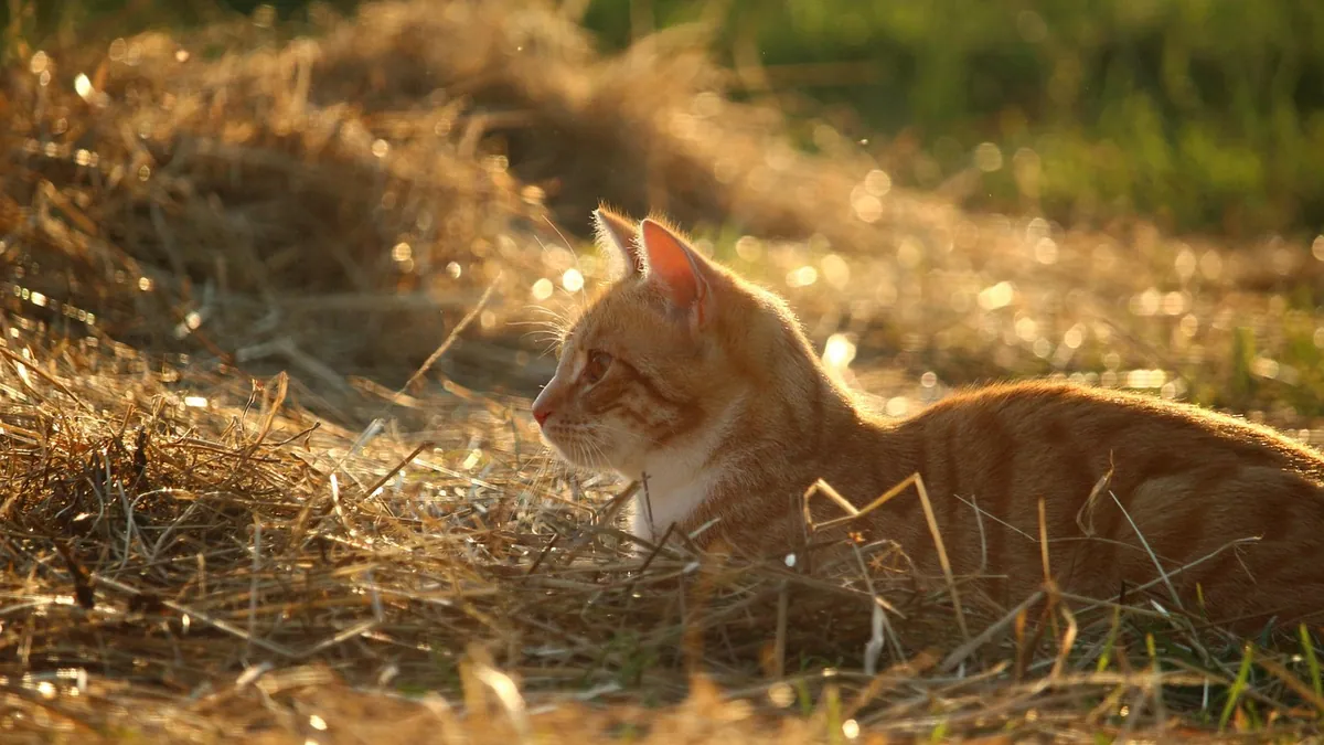 Is Pine Straw Toxic to Cats? Mulch and Bedding Safety