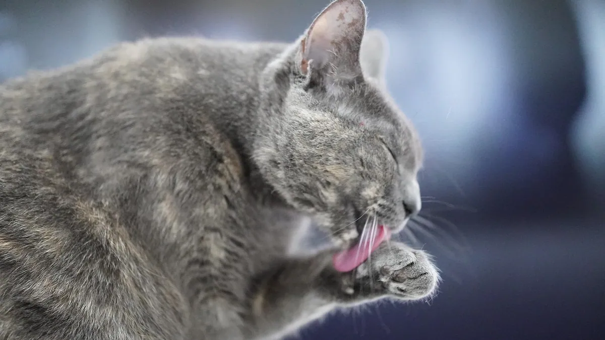 Are Plastic Cat Bowls Bad for Cats?