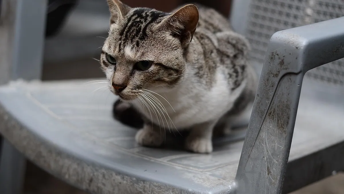 Are Plastic Plates Bad for Cats?