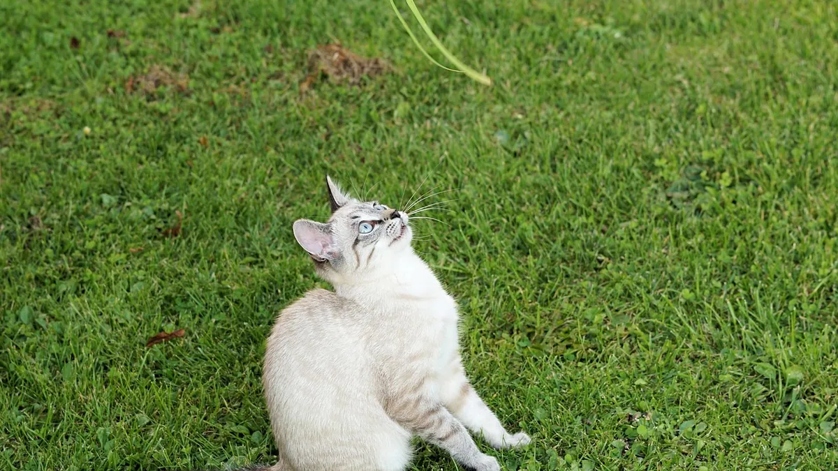 Play Aggression in Cats: Why It Happens and How to Stop It