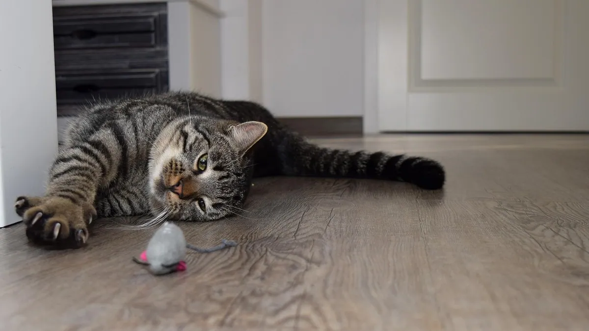 Is Playdough Toxic to Cats? What to Do If They Eat It