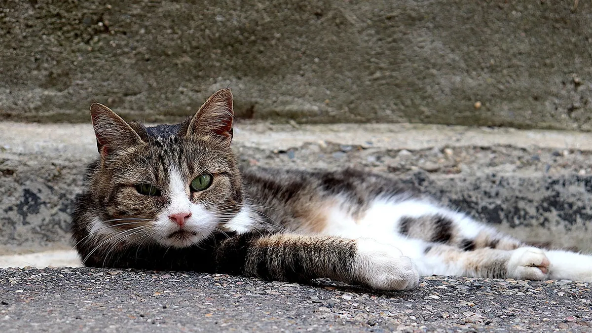 Pleural Effusion in Cats: Symptoms, Causes, and Prognosis
