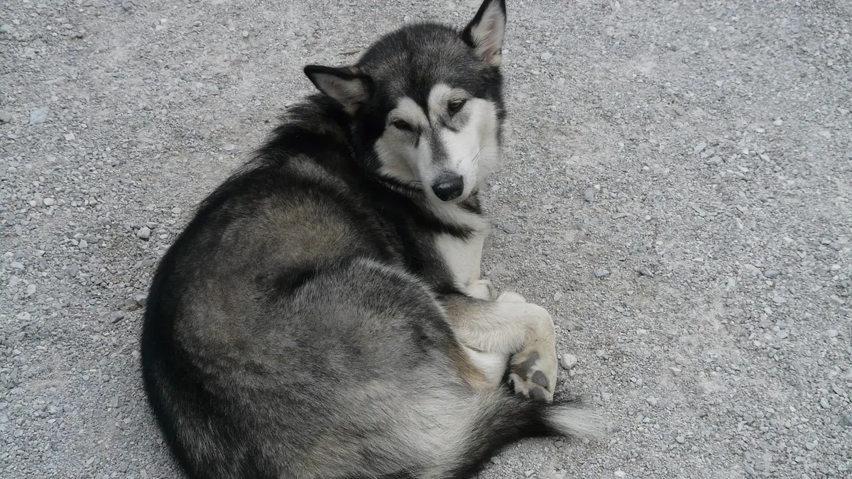 Pleural Effusion in Dogs: Causes, Symptoms, and Survival