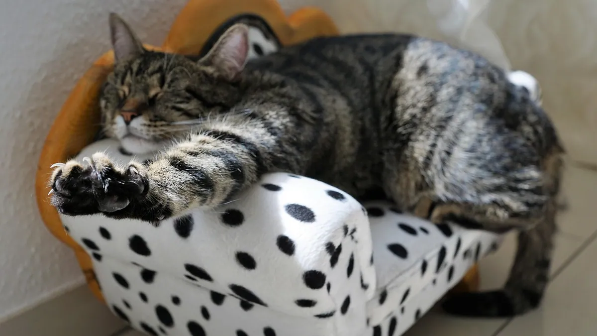 Pneumonia in Cats: Symptoms, Causes, and Survival