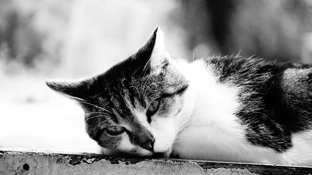 Pneumonia in Cats: Treatment and Home Care