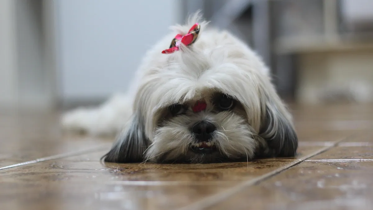 Pneumonia in Dogs: How Long It Lasts and Survival Rate