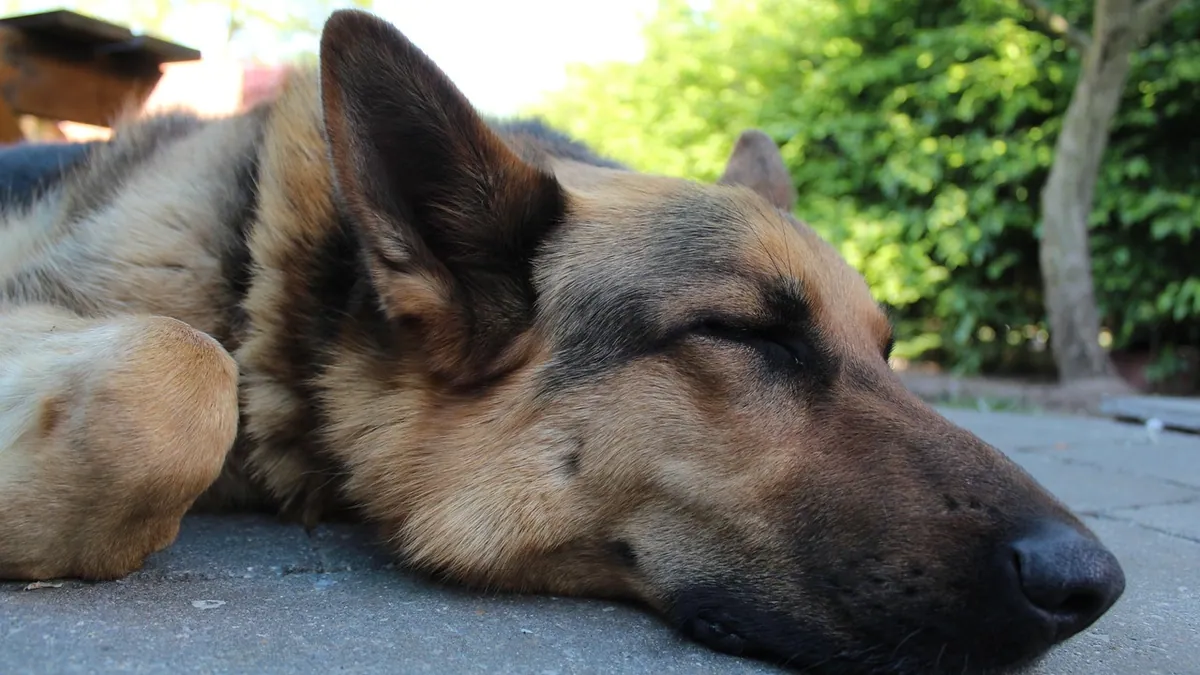 Pneumonia in Dogs: Treatment, Antibiotics, and Recovery