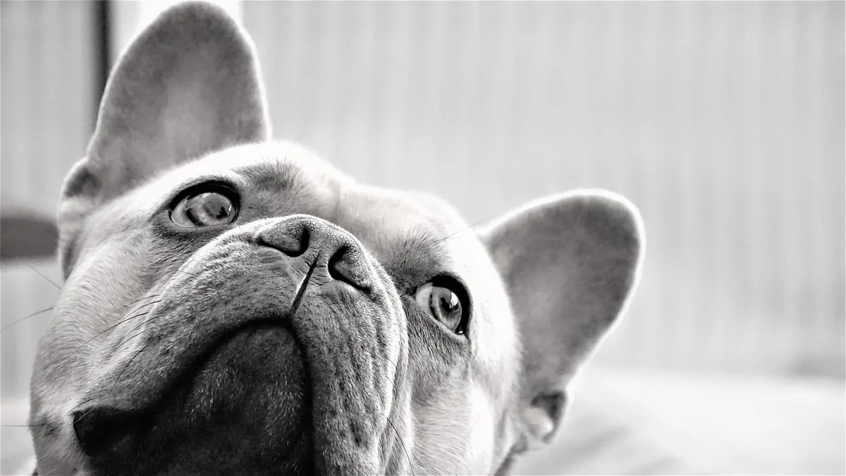 Pneumonia in Dogs on X-Ray: What Radiographs Show