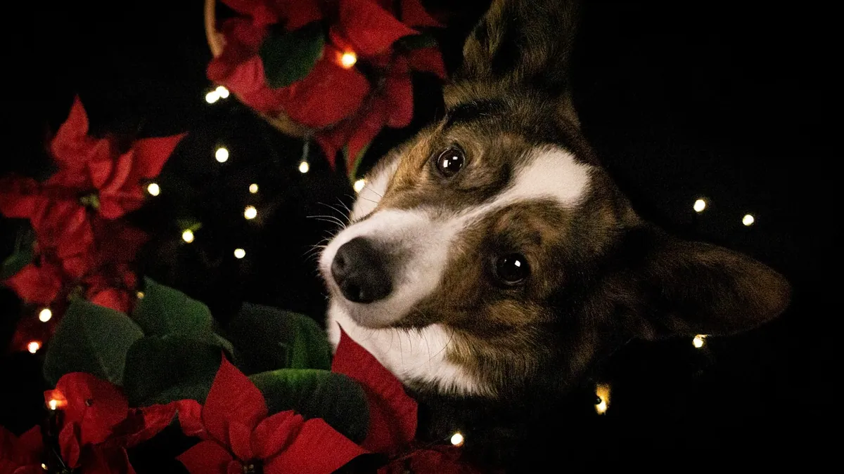 Are Poinsettias Poisonous to Dogs? What to Expect