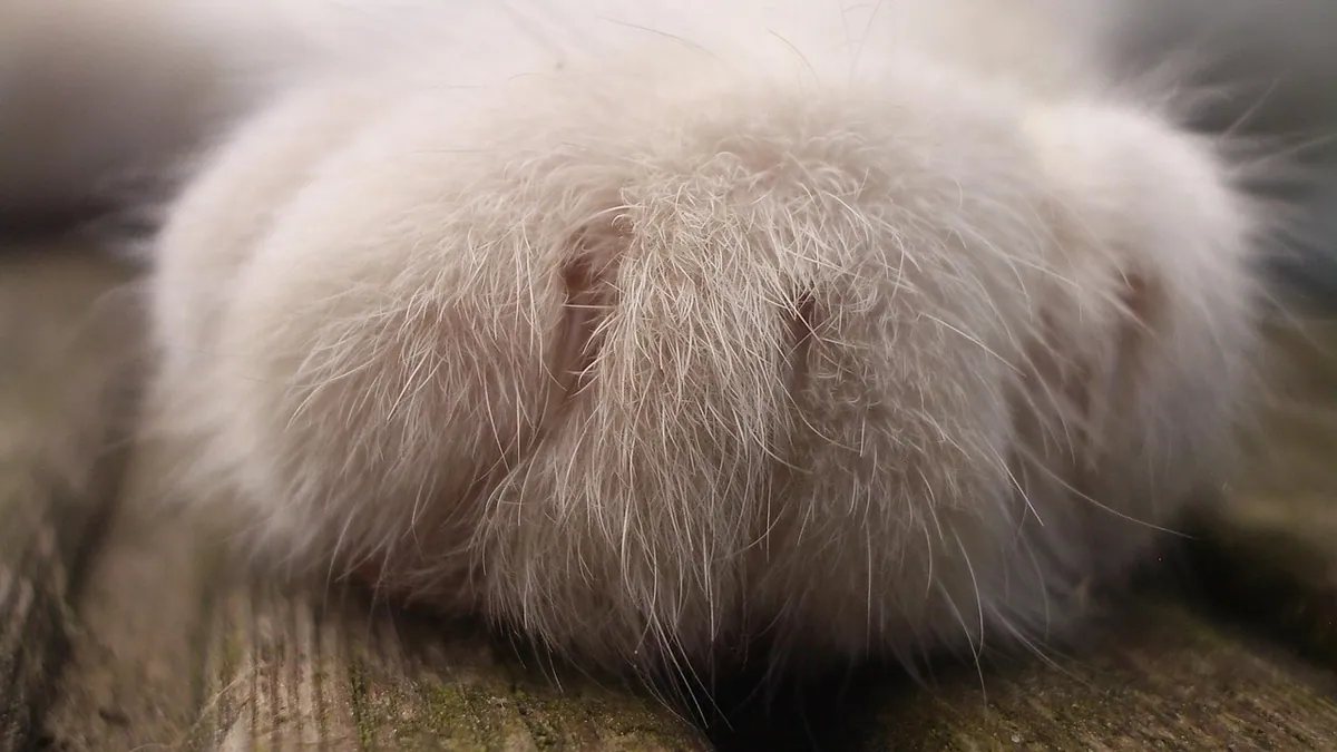 Polydactyl Cat Paws: Toes, Anatomy, and Care