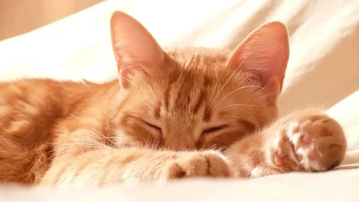 Polydactyl Cat Personality: Myth vs Reality