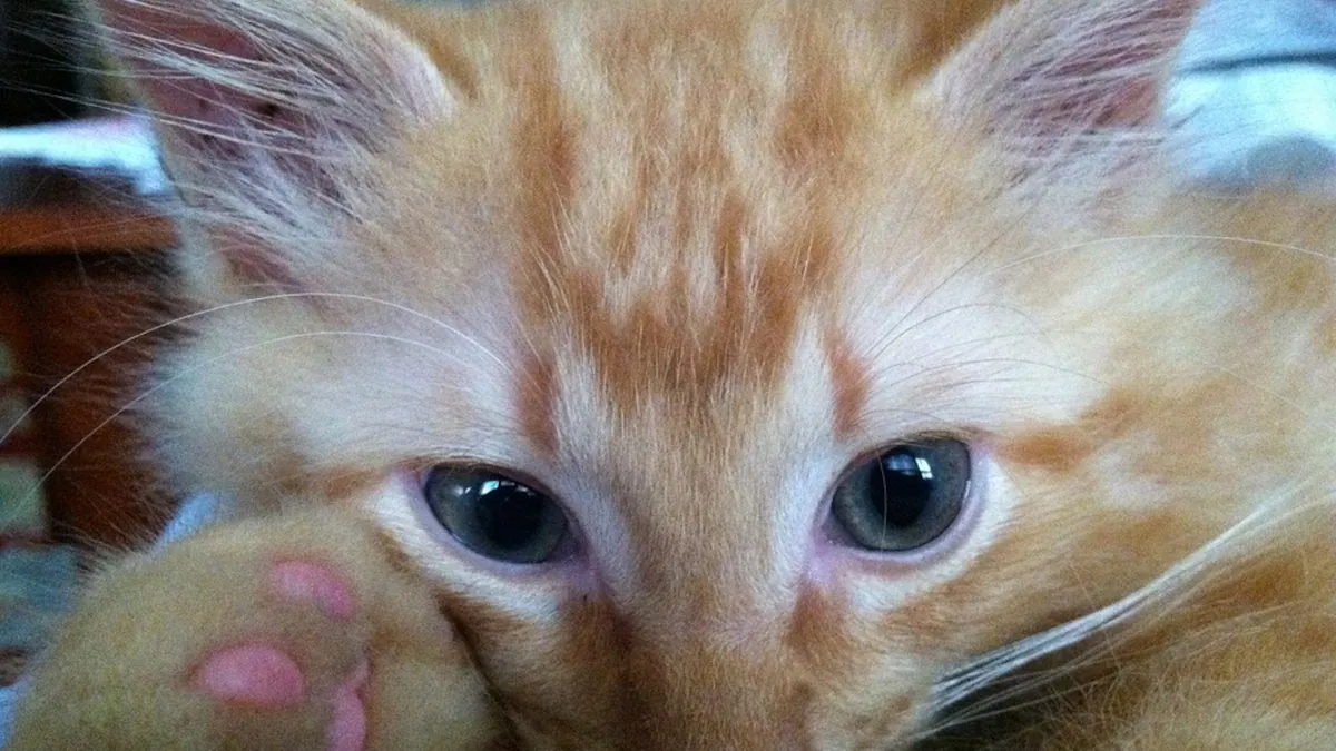 Polydactyl Gene in Cats: How Extra Toes Happen