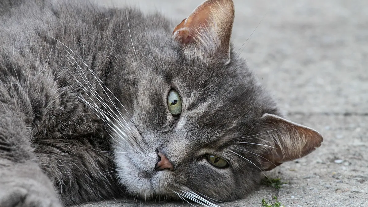 Ponazuril for Cats: Coccidia Treatment Explained