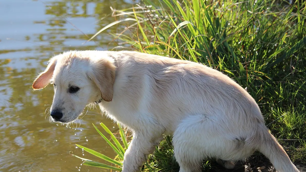 Ponazuril for Giardia in Dogs: Does It Work?