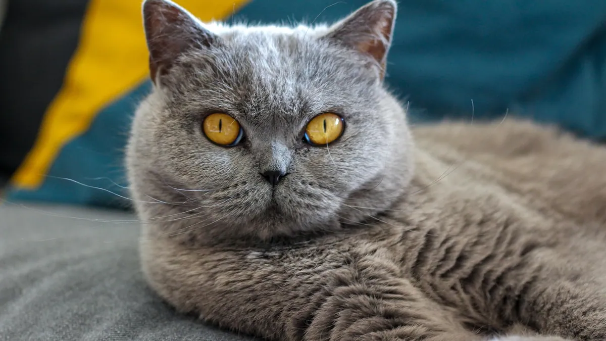Is Potassium Bromide Safe for Cats? Uses and Side Effects