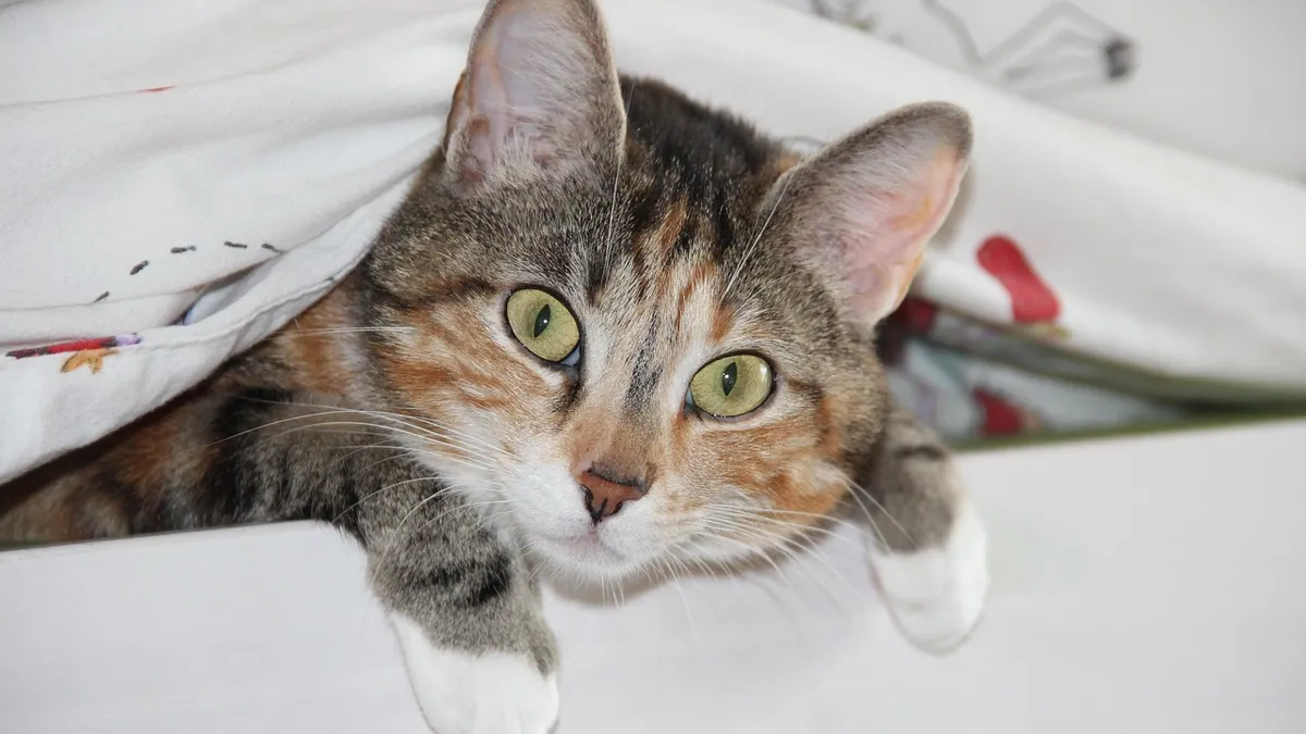 Can I Give My Cat Potassium? Supplement Safety
