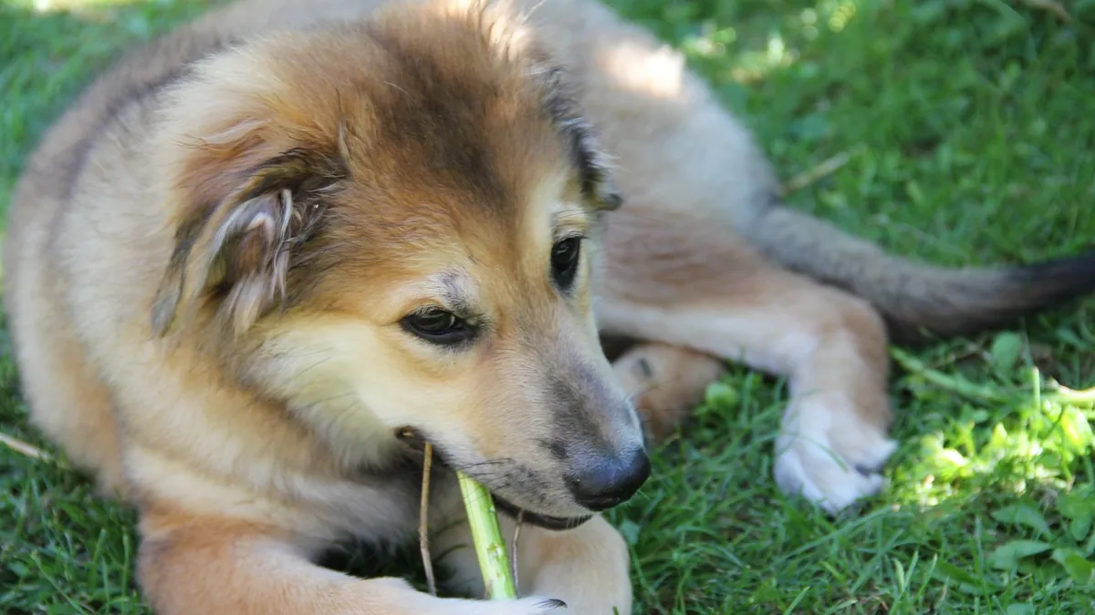 Is Pothos Poisonous to Dogs? Symptoms and What to Do