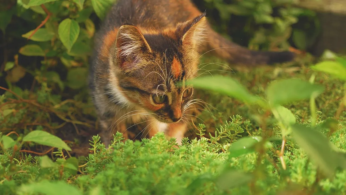 Is Pothos Toxic to Cats? Symptoms and Safety Steps