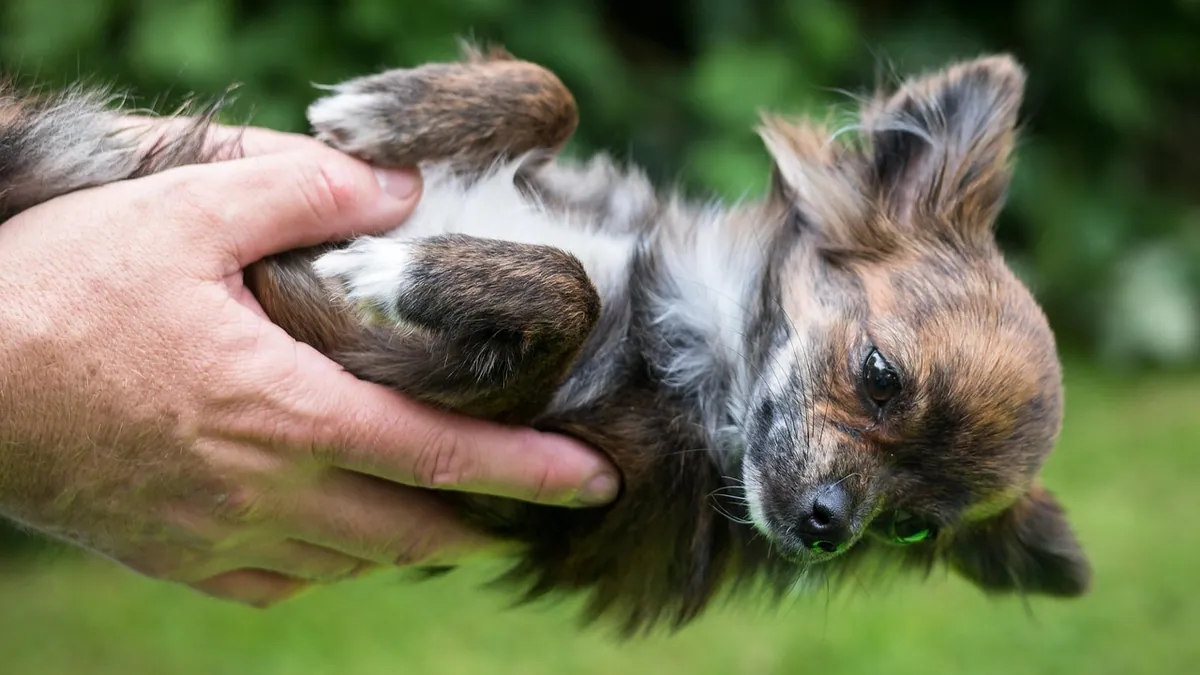 Praziquantel for Dogs: Over-the-Counter and Liquid Options