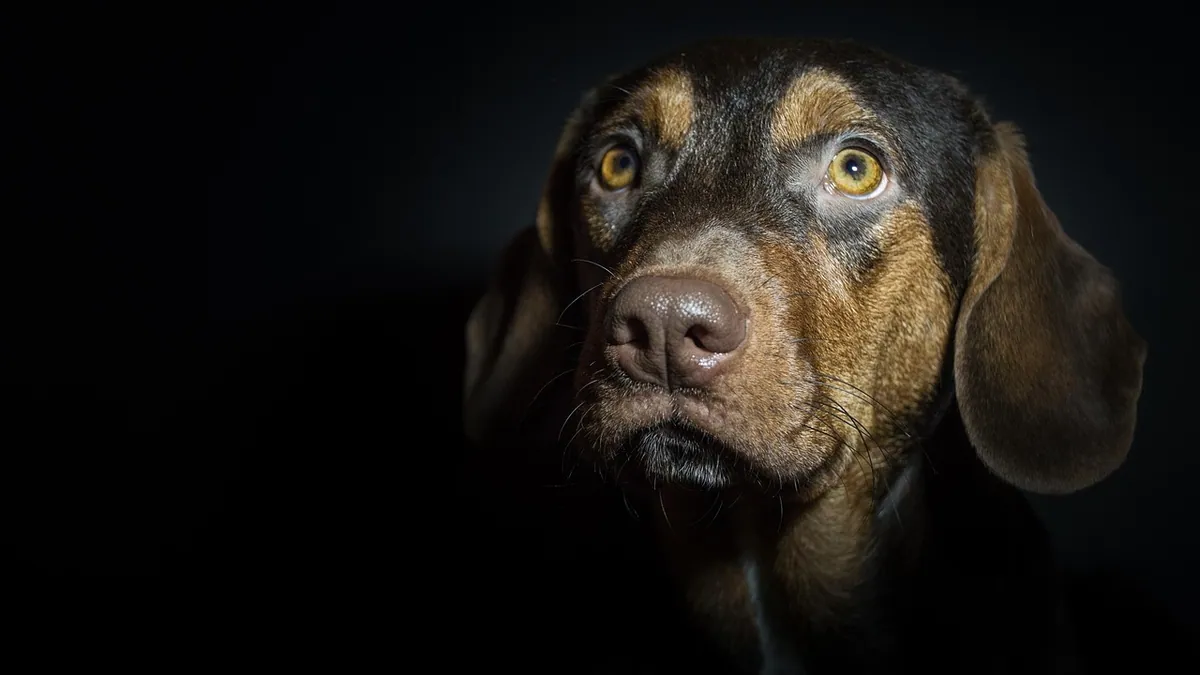 Praziquantel for Dogs: Side Effects, Dosage, and Injection Use