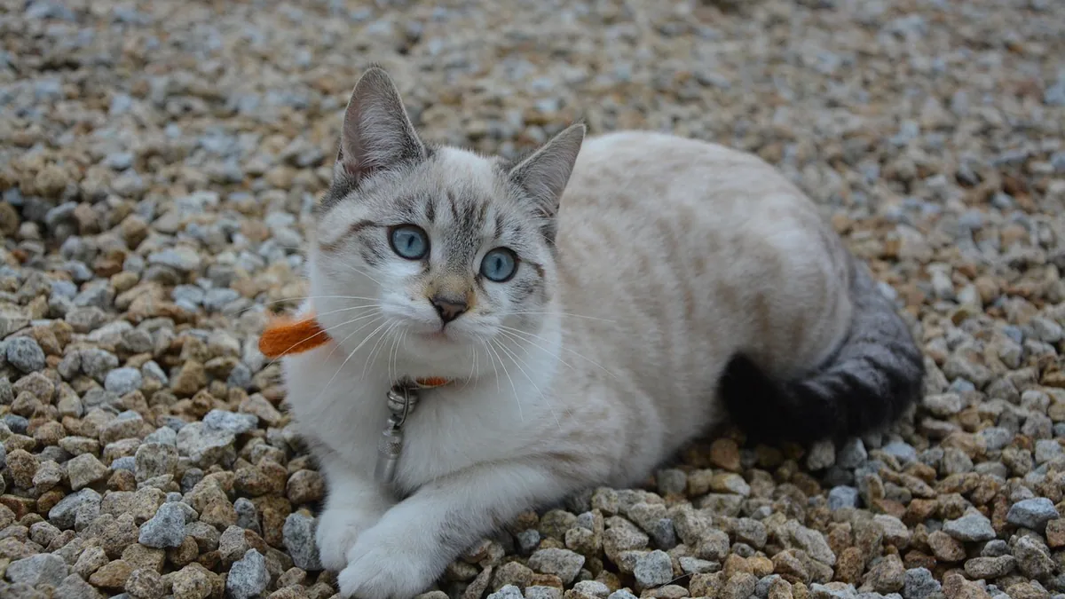 Prednisolone for Cats: Liquid vs Injection vs Tablet Forms