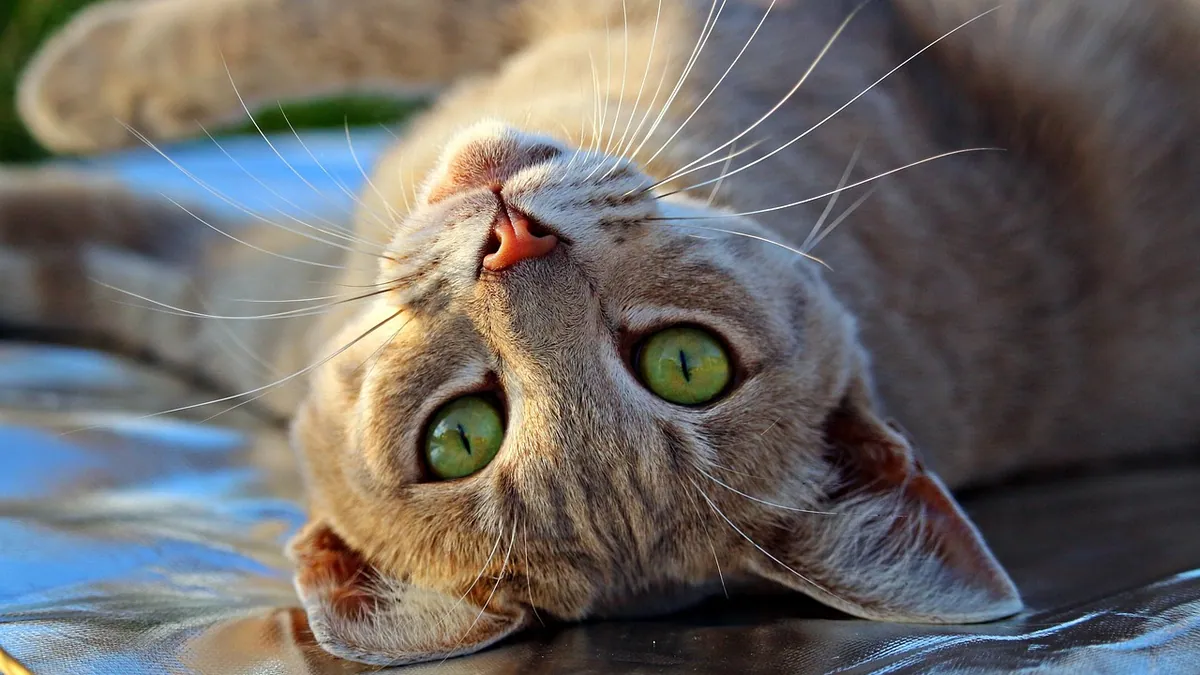Prednisolone for Cats Without a Prescription: Is It Legal?