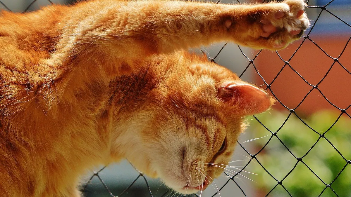 Prednisolone Dosage for Cats: By Weight and Condition