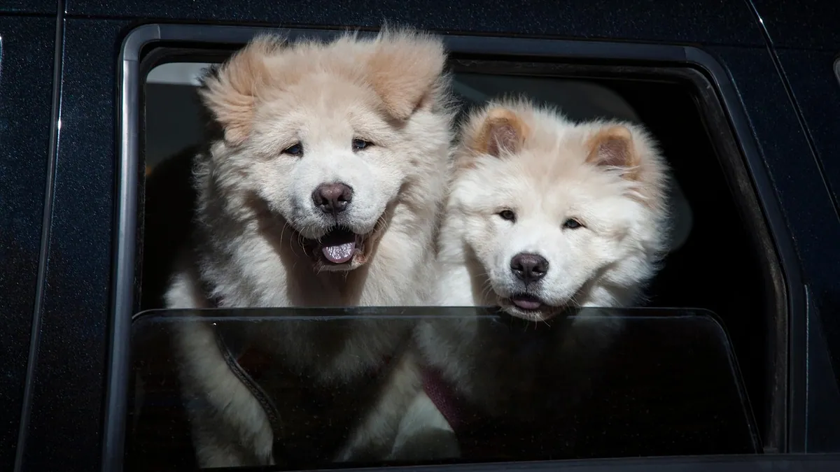 Prednisolone for Dogs: Uses, Forms, and How It Differs From Prednisone