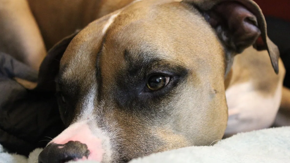 Prednisone for Dogs With Lymphoma and Other Cancers