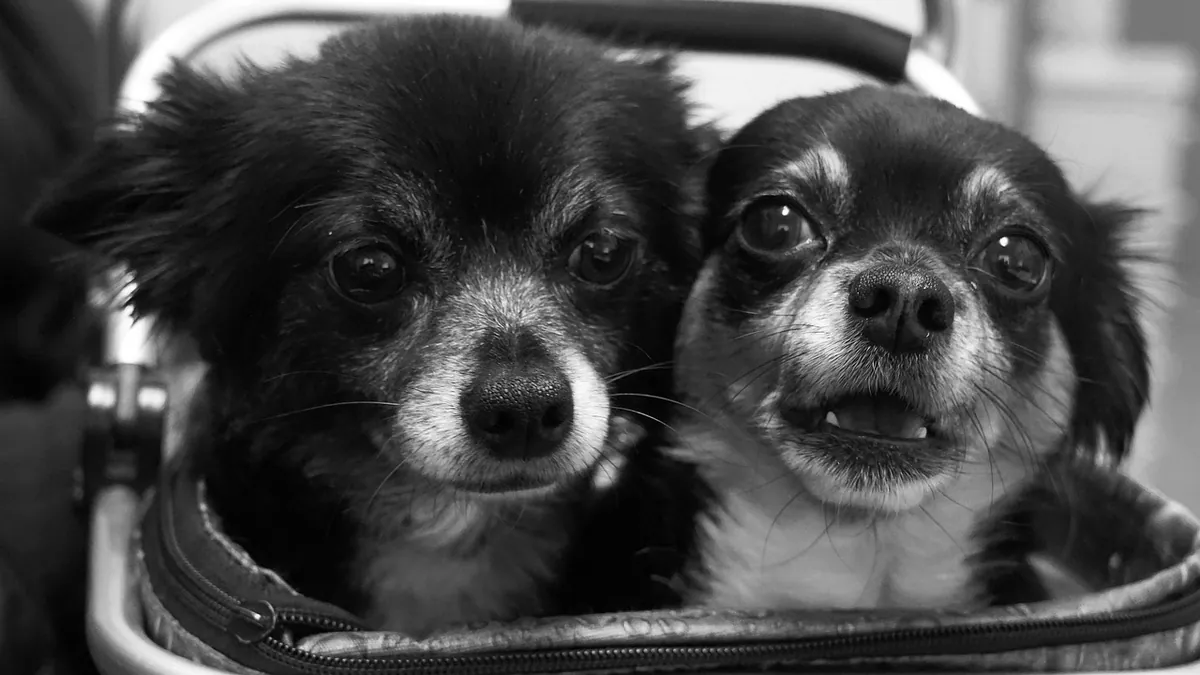 Prednisone Dosage for Dogs: How Vets Dose and Taper