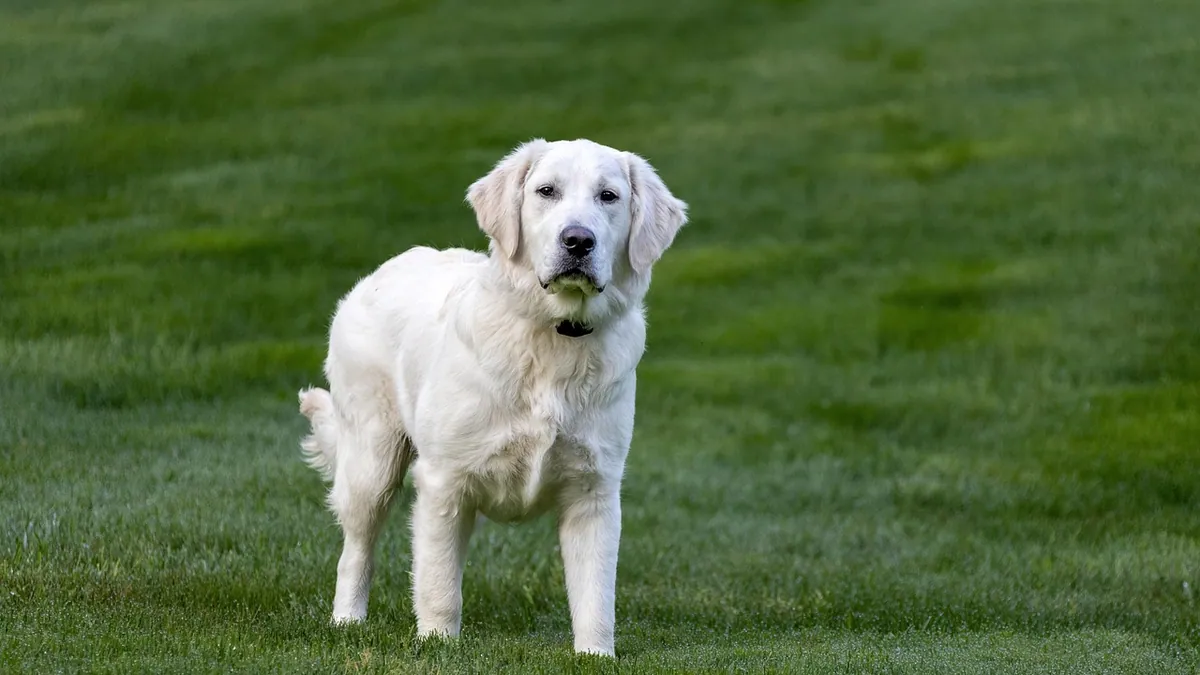 Prednisone and Hind Leg Weakness in Dogs: What to Know
