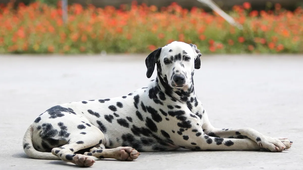 Can You Buy Prednisone or Hydrocortisone for Dogs Over the Counter?