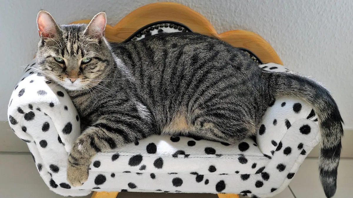 Pregnant Cat Jumped on My Belly: What to Do