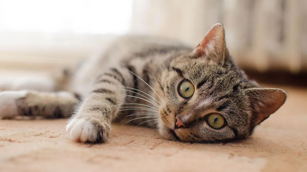 Panting and Yowling in a Pregnant Cat: What It Means