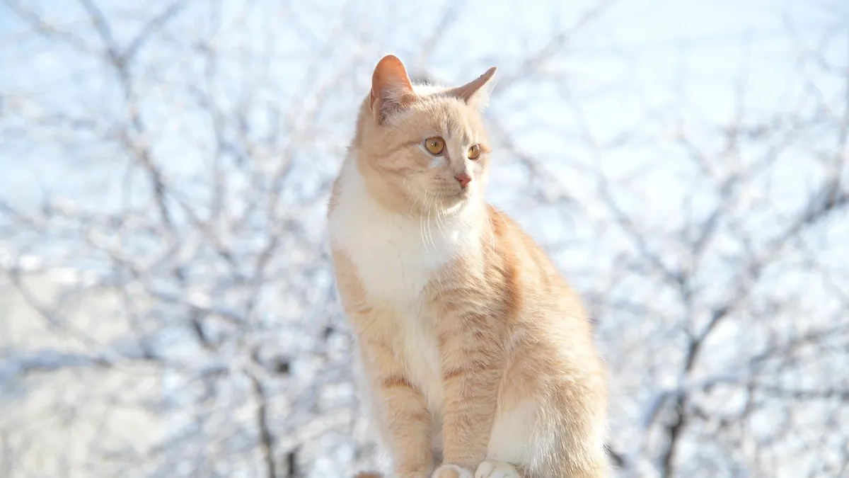 Can a Pregnant Cat Be Spayed? Risks and Timing