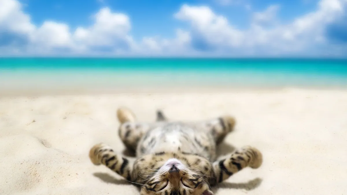 Pregnant Cat or Just Fat? How to Tell the Difference