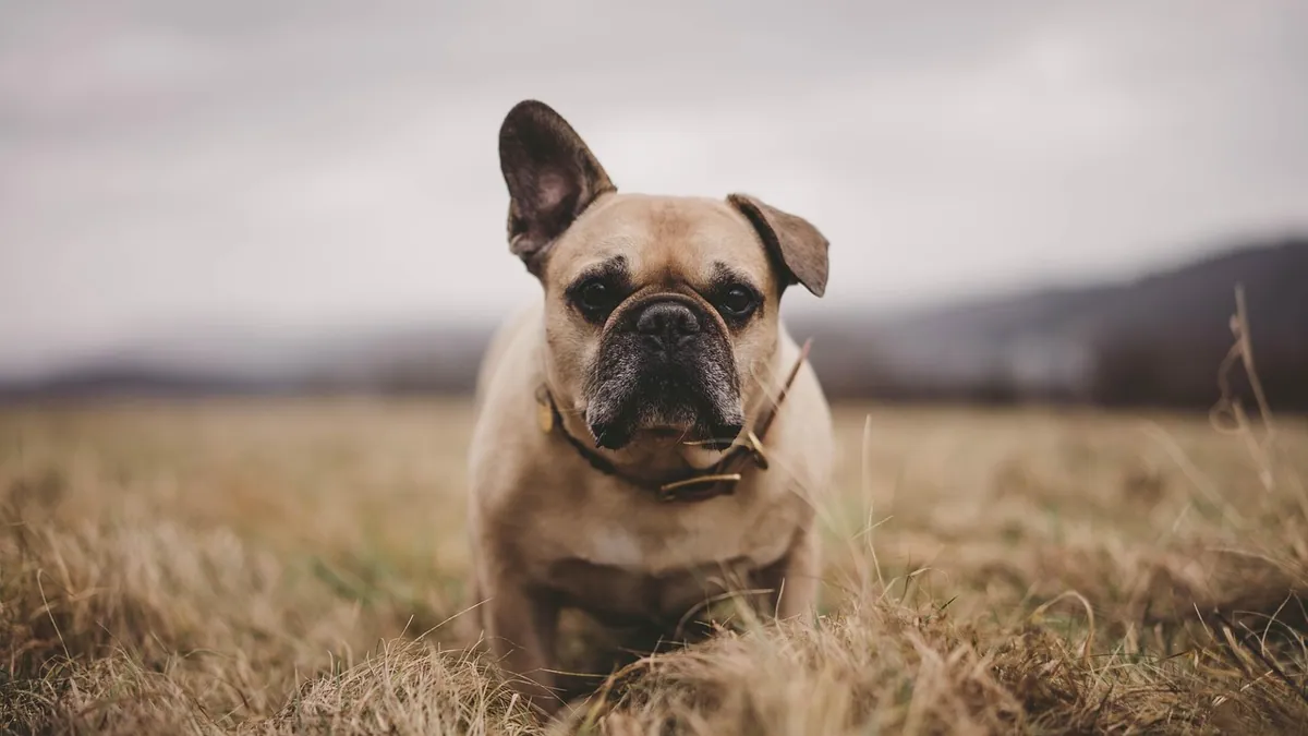 Pregnant Dog Diarrhea: Causes and Safe Treatment