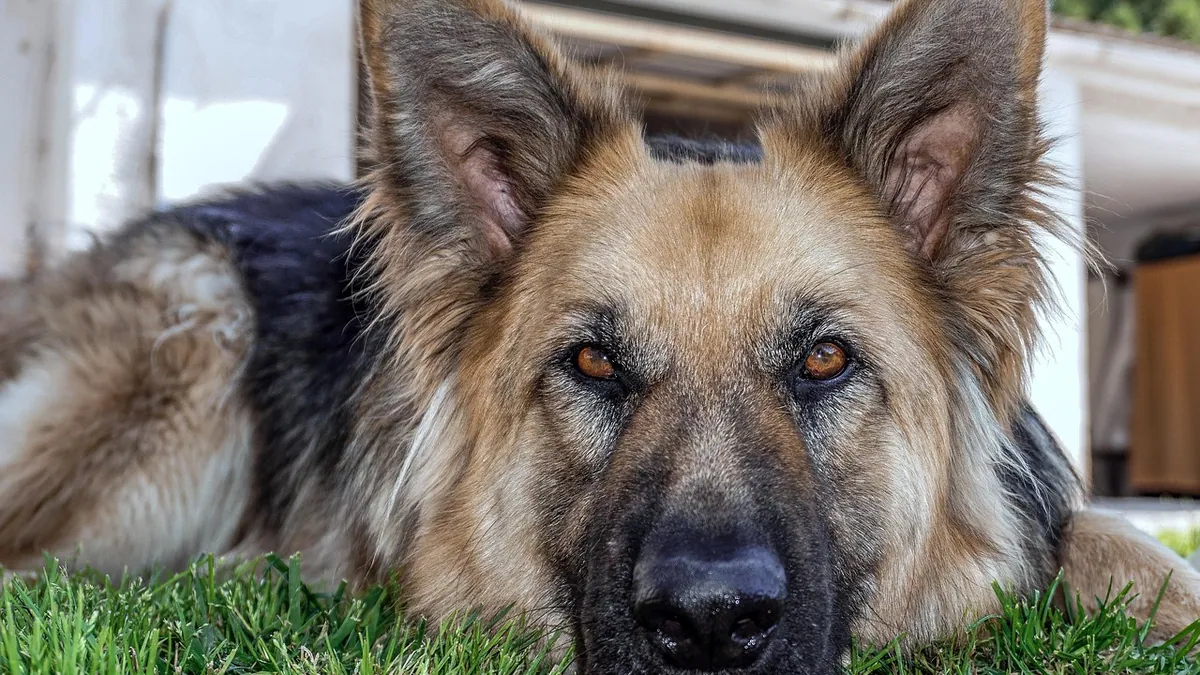 Pregnant Dog Not Eating: Causes and What to Do