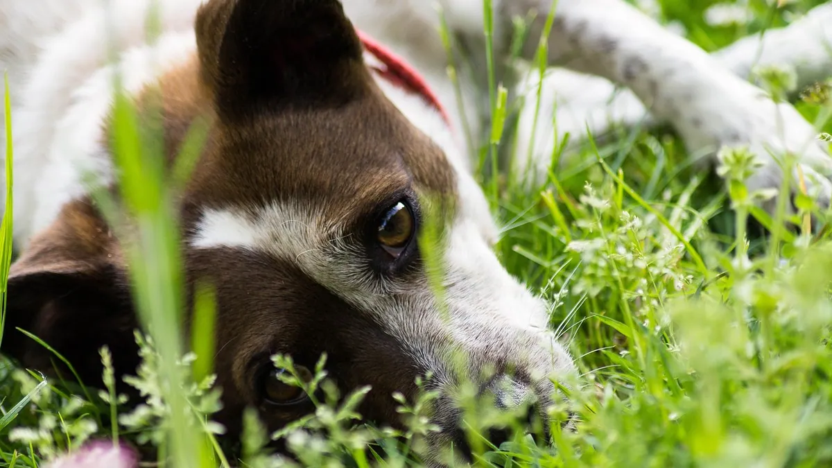 Pregnant Dog Breathing Heavily or Panting: What's Normal?