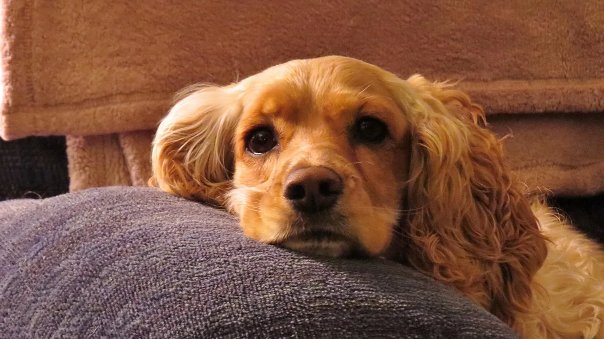 Pregnant Dog Vomiting: Normal or a Warning Sign?