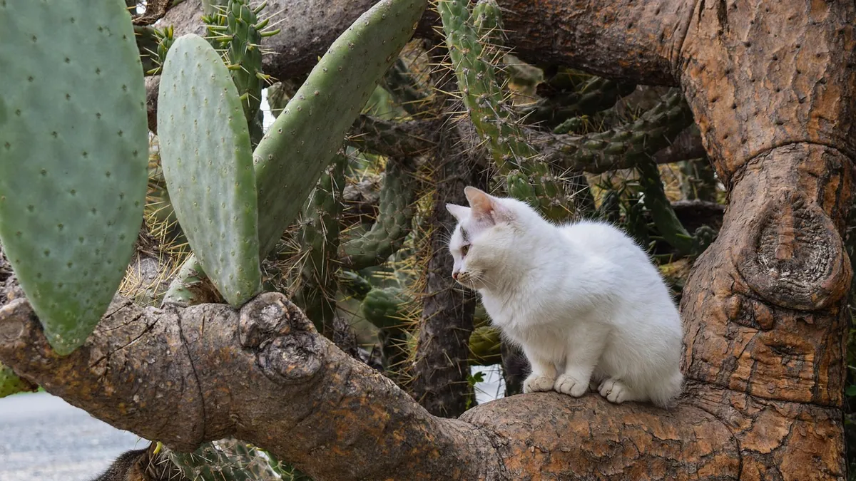Is Prickly Pear Cactus Toxic to Cats? Spine and Sap Risks