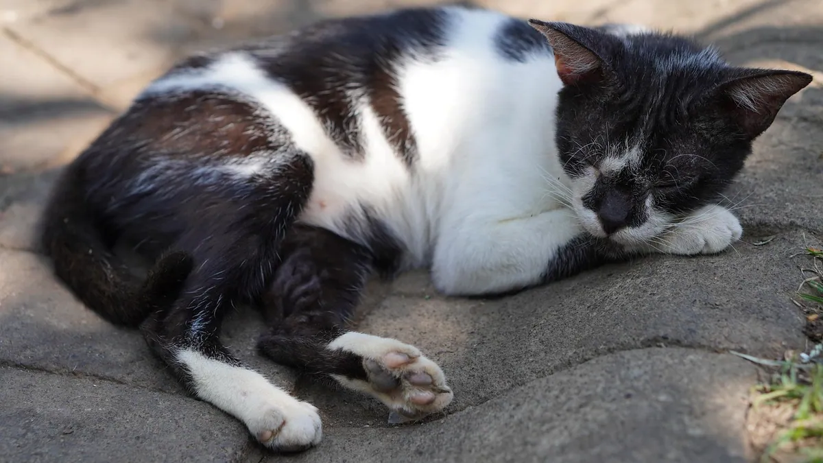 Probiotics for Cats With Allergies: Do They Reduce Itching?