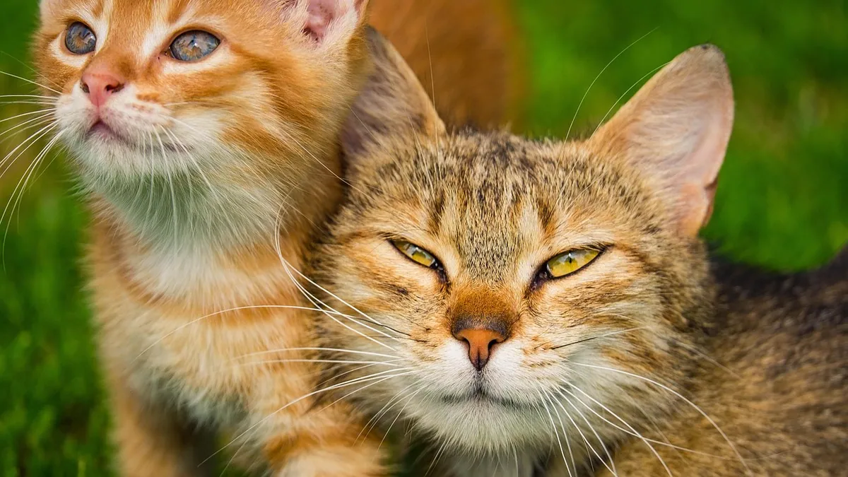 Probiotics for Cats With Diarrhea, IBD, or Constipation