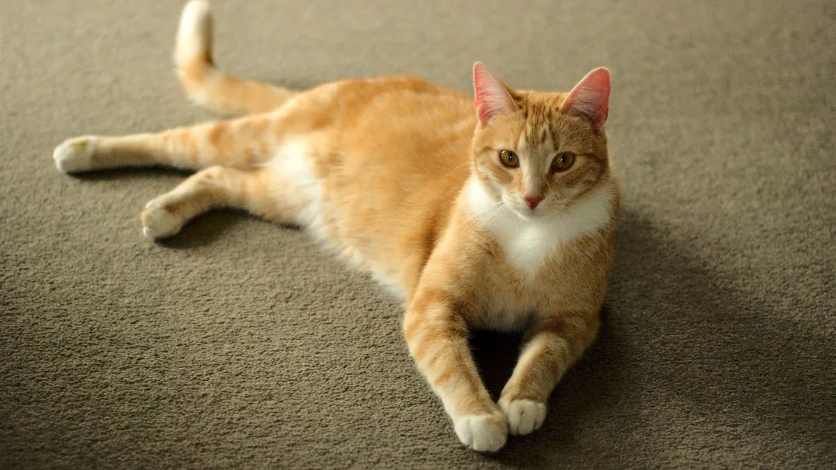 Probiotics for Cats With Kidney Disease: Safe or Not?