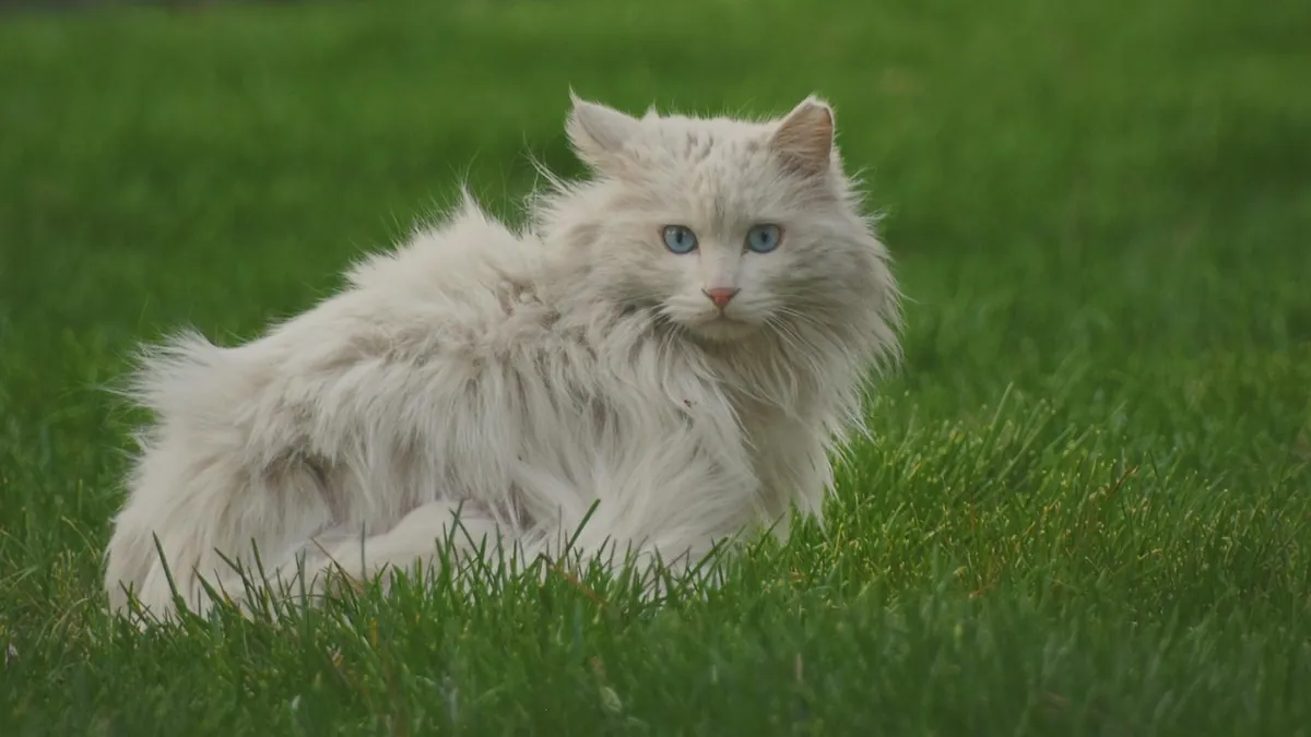 Probiotics for Cats Side Effects: What to Watch For