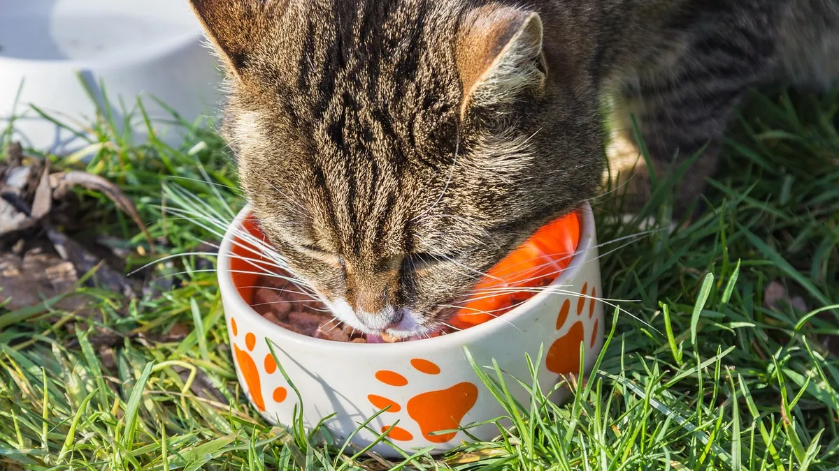 Probiotics for Cats That Throw Up: Do They Help?