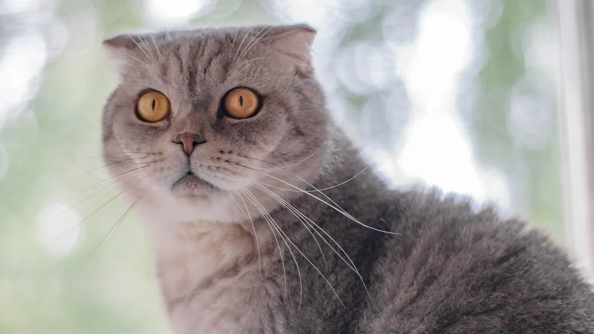 Progressive Retinal Atrophy in Cats: Symptoms and Breeds